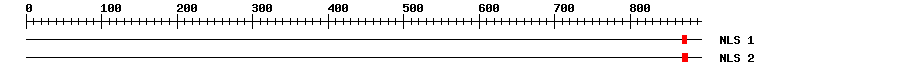 NLS