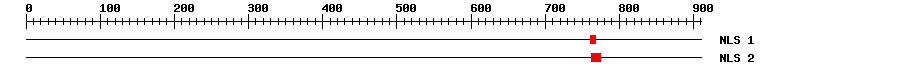 NLS