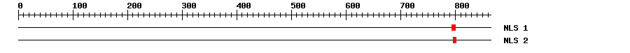 NLS