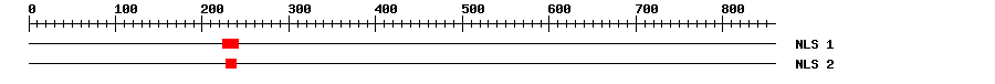 NLS