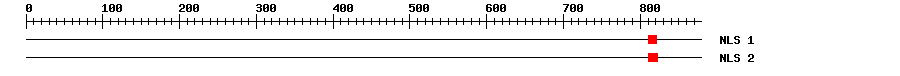 NLS