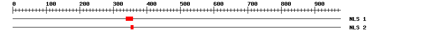 NLS