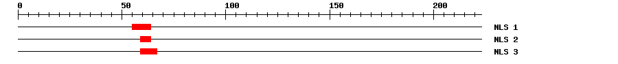 NLS
