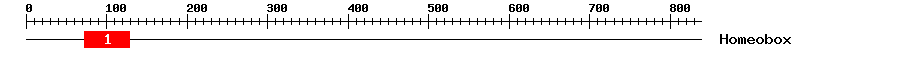 Signature Domain