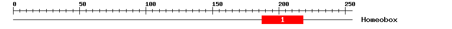 Signature Domain