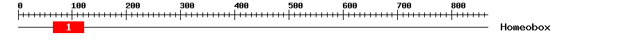 Signature Domain