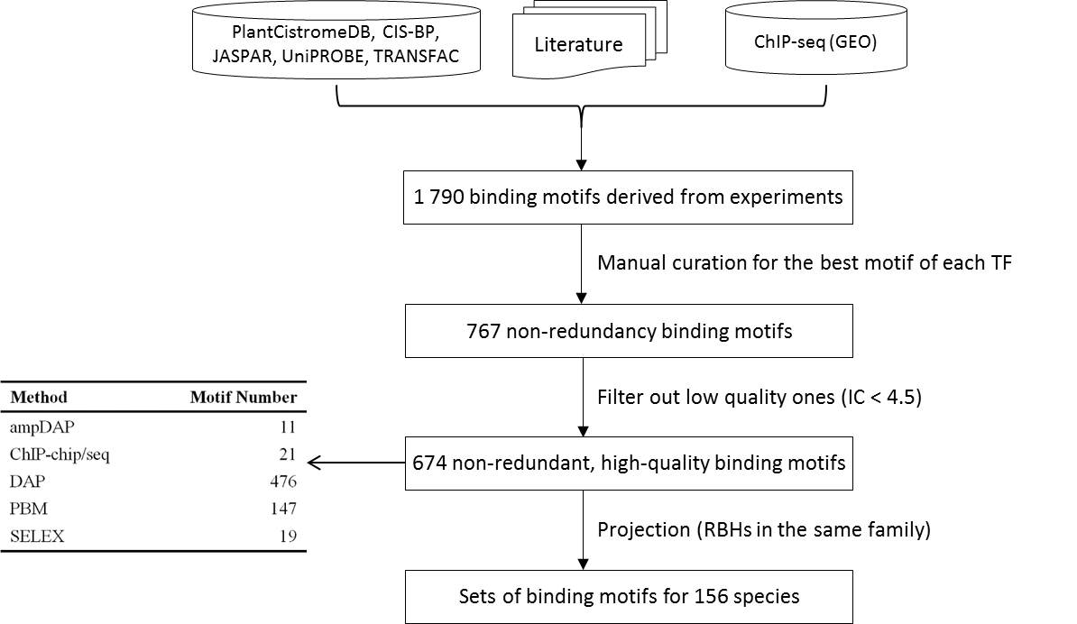 Curation and projection of TF binding motifs