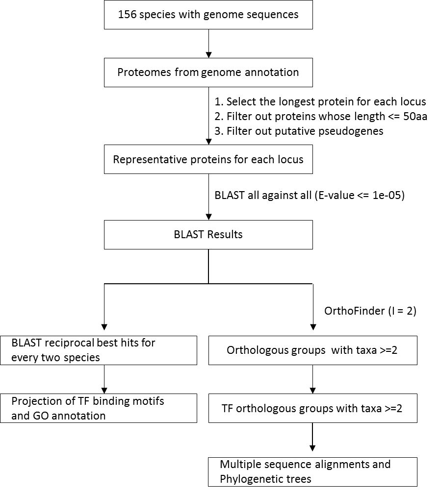 Pipeline for parsing BLAST reciprocal best hits and inferring orthologous groups