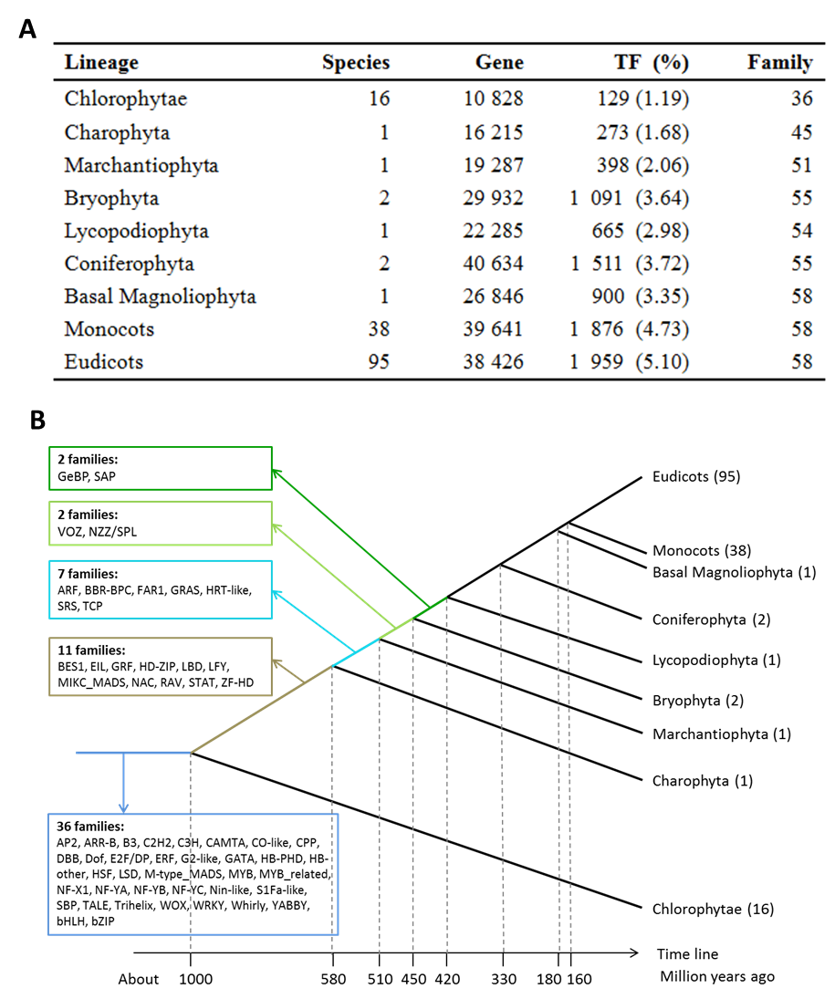 Summary of TFs in different taxonomic lineages of green plants and the origination stage of TF families